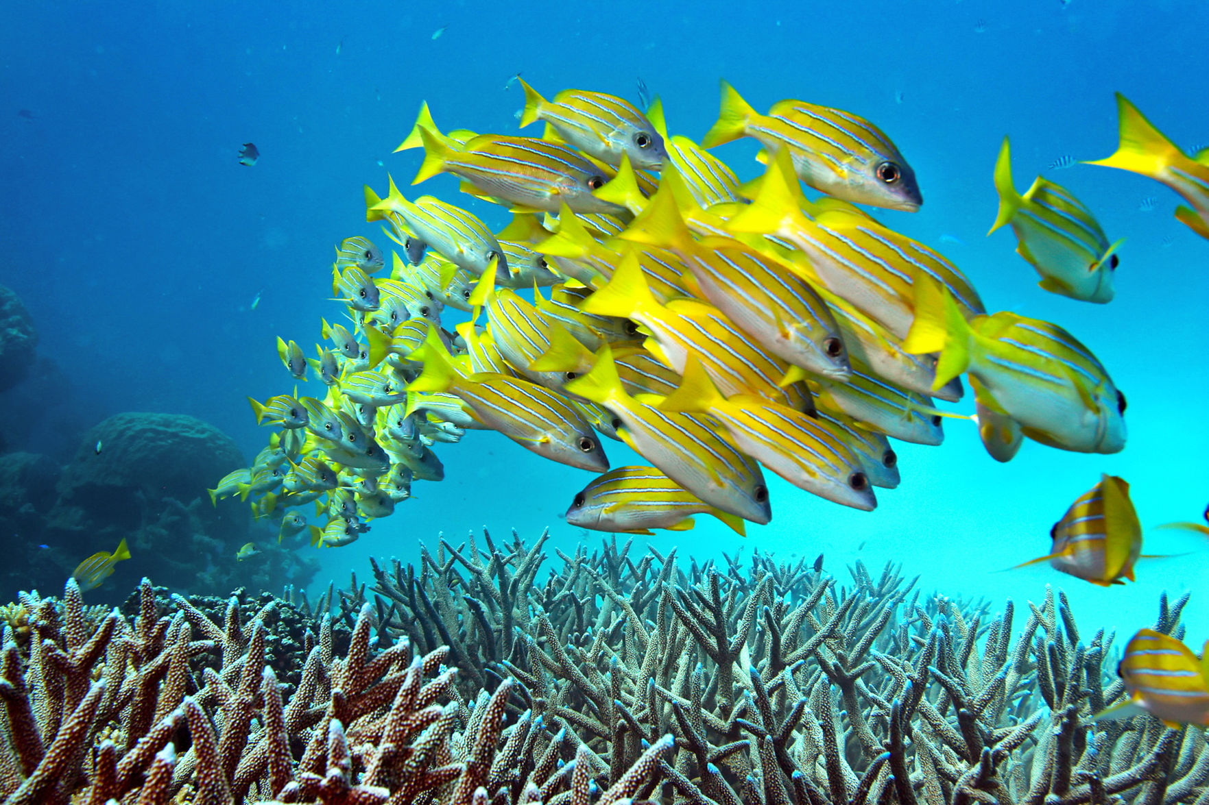 Great Barrier Reef